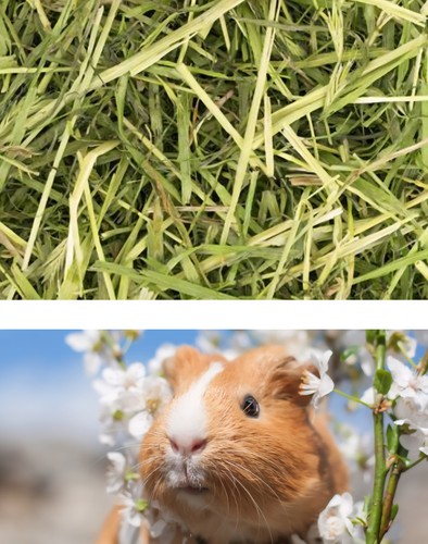 Readigrass natural dried grass - natural,