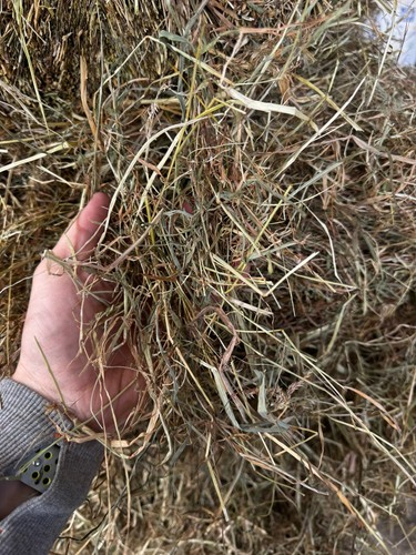 Irish fresh meadow hay bale - hay,