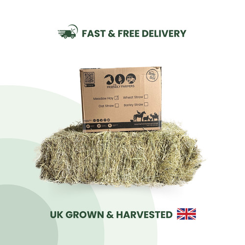 Guinea pig rabbit hay food - guinea,