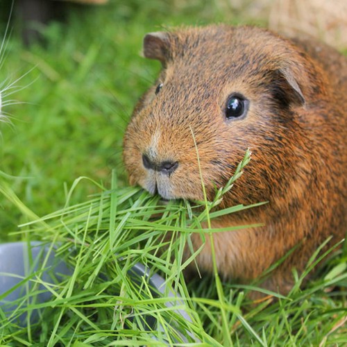 360 guinea pig timothy - 360, uk