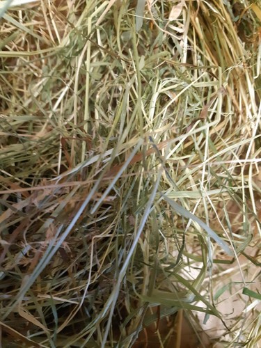 Glebe farm hay - glebe, natural