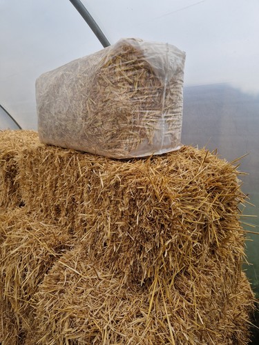 Pet animal barley straw - #pet,