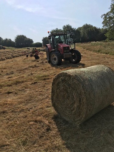Hay for your pet - -, free