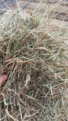 Forth valley timothy hay 8kg - timothy,