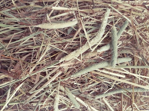 Timothy hay for rabbits - timothy,